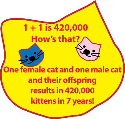 cat population